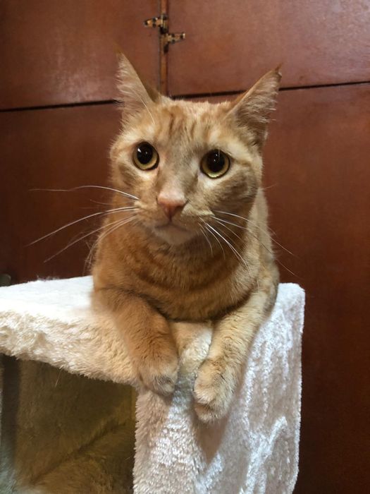 Gato Amarelo 6 anos super meigo