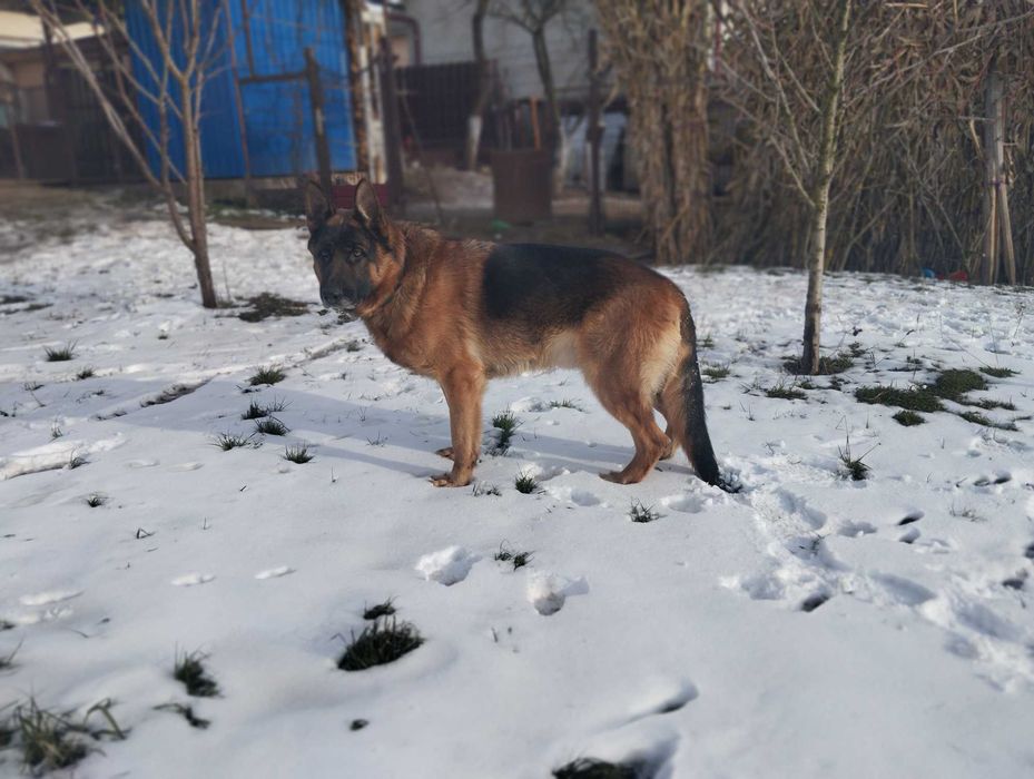 Злучка Німецької Вівчарки