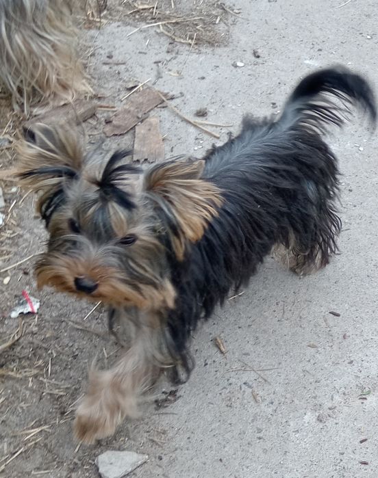 Гарненька чистопородна дівчинка, КСУ.