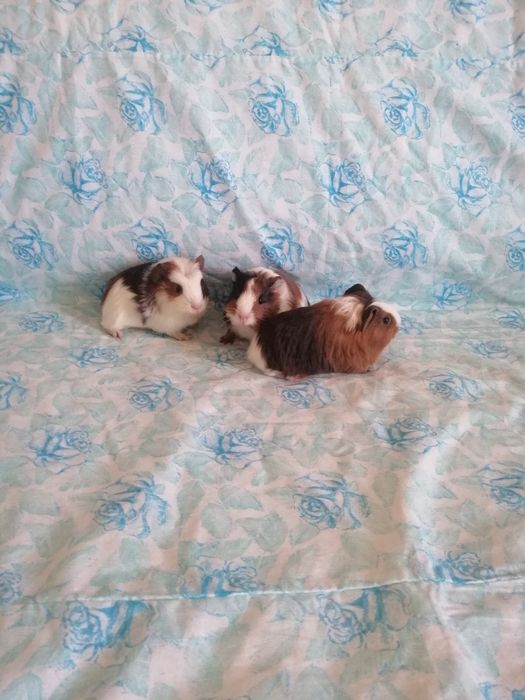 Świnka morska kawia domowa