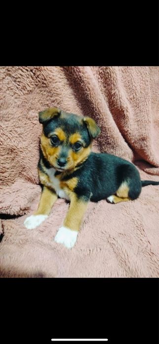 Cudna sunia do pilnej adopcji - prosze