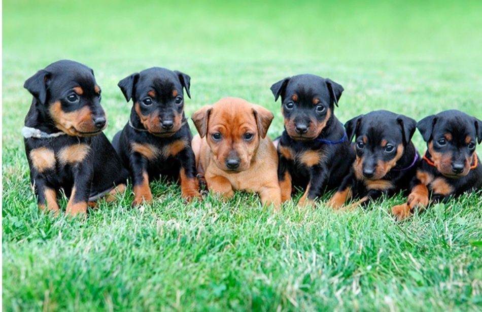 Щенки карликового пинчера ( мини добермана )