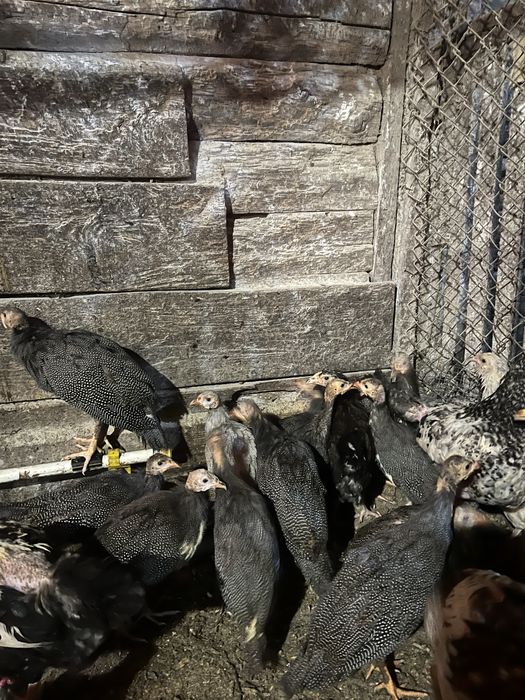 Цесарки підрощі