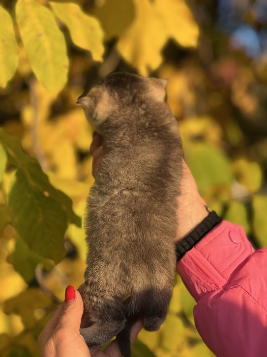Шикарний плюшевий хлопчик Золота шиншила