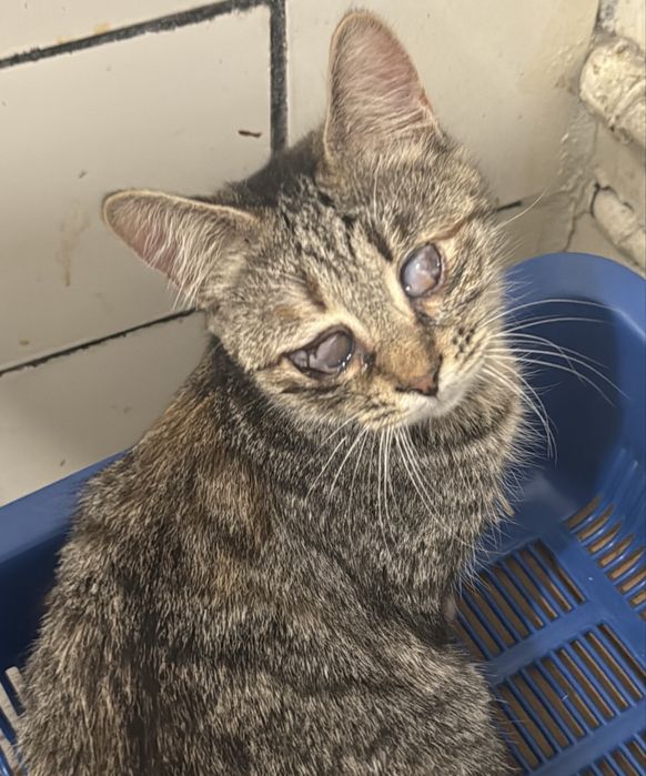 Кішечка кошеня в хороші руки