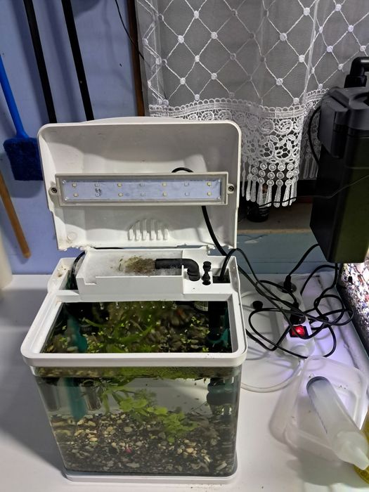 Akwarium małe lecz piękne z życiem