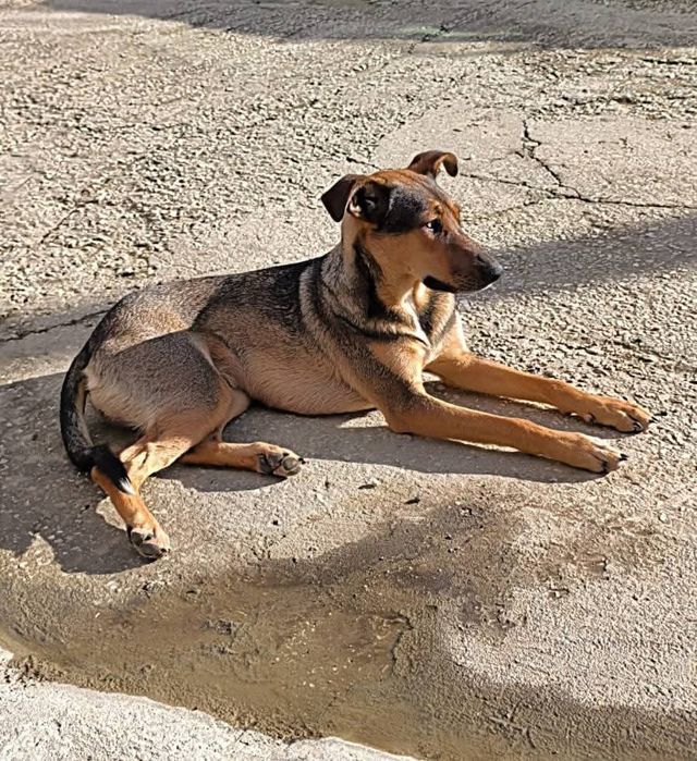 Menina X pastor alemão procura família