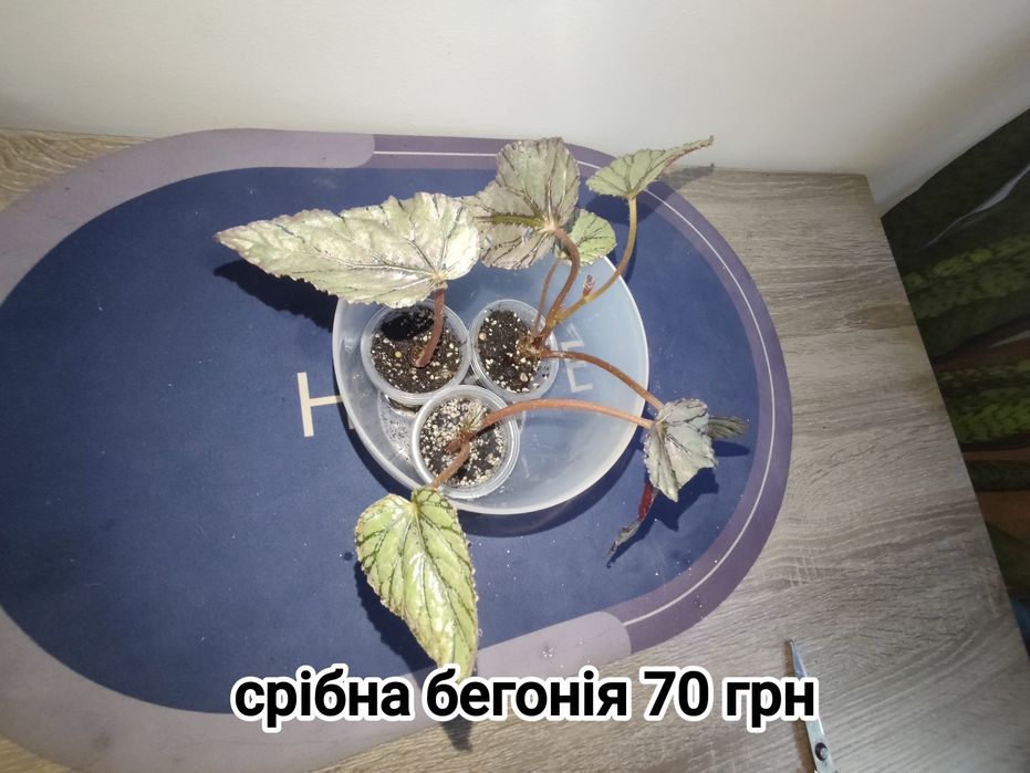 Спатифілум даймонд фікус пандора