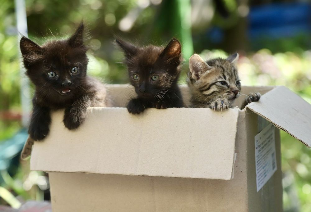 Зовсім крихітні кошенята шукають родини