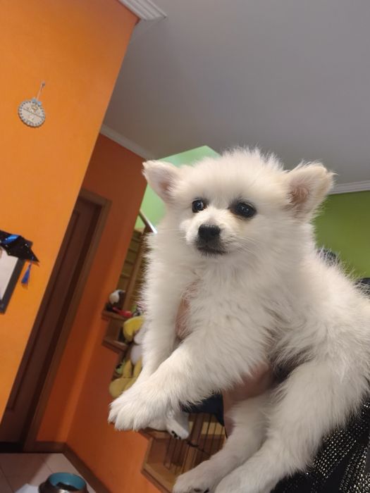 Spitz alemão menina