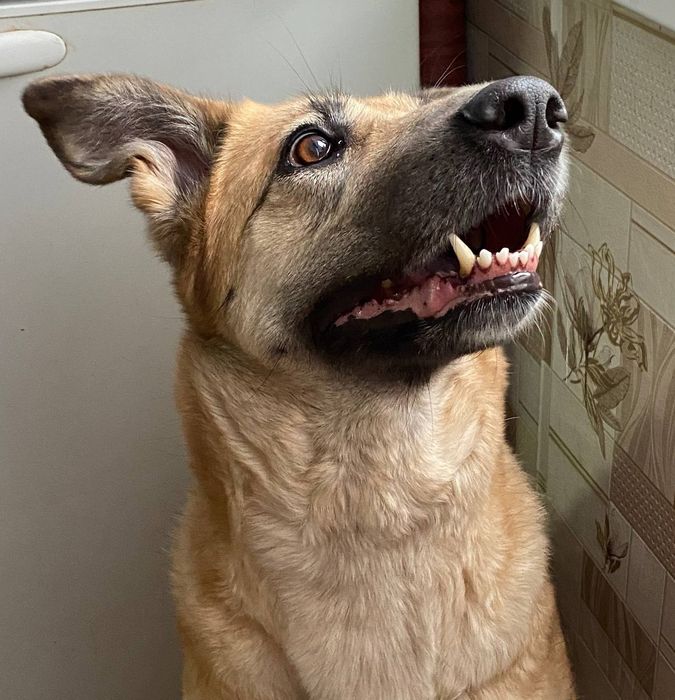 Пропала собака..