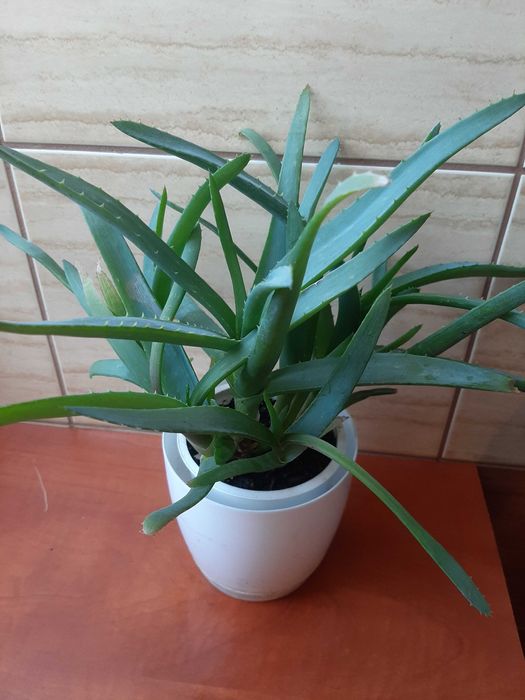 Sprzedam aloes leczniczy