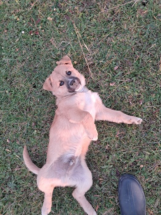 Маленький собака