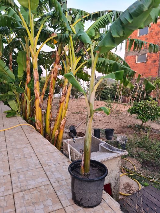 Bananeiras otima qualidade de todos os tamanhos