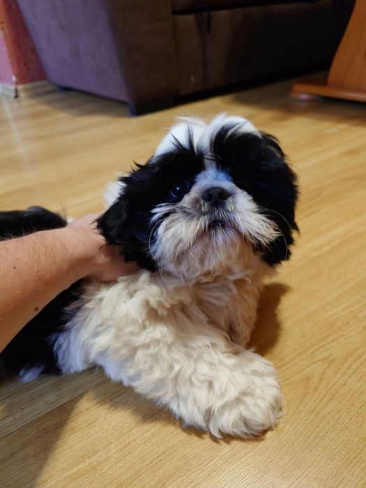 Piesek Shih Tzu odrobaczony, zaszczepiony z rodowodem i chipem