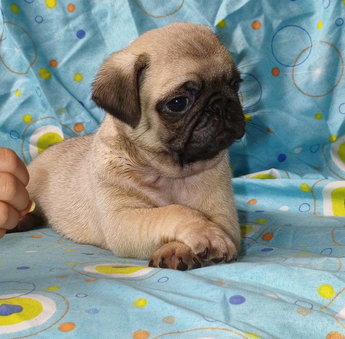 Pug carlin macho