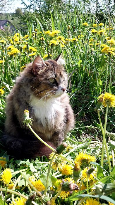 Гарнюні  Котики віддаю в добрі руки і серце.