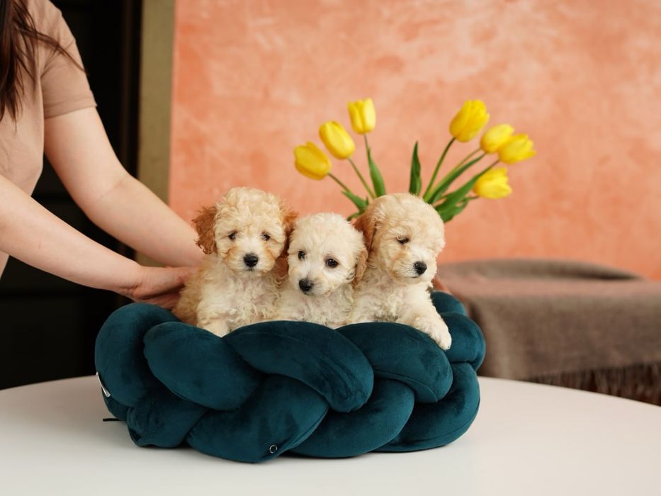 Мальтіпу – розумні, охайні, веселі цуцики