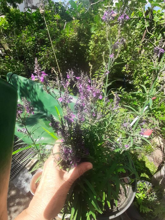 Kwiaty z ogródka  malutkie kwiatki