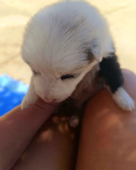 Border collie merle