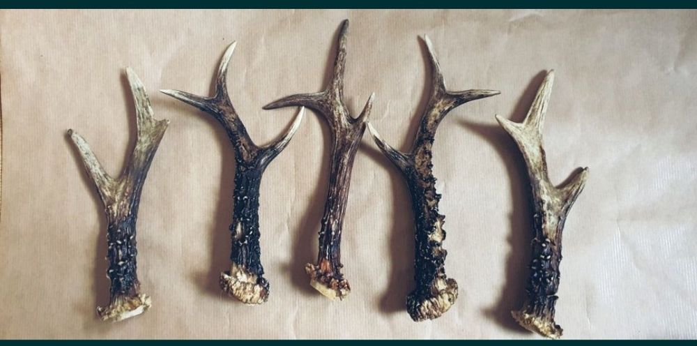 Naruralny gryzak z poroża dwie sztuki