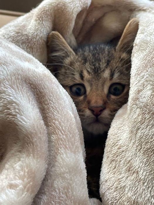 Кошеня безкоштовно