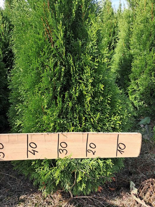 Tuja Szmaragd 140cm GAT 1, Gwar. przyj, Bardzo Gęste, Szkółka, Dowóz