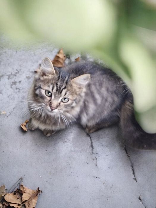 Віддаю безкоштовно котиків котів кішок  кошенят