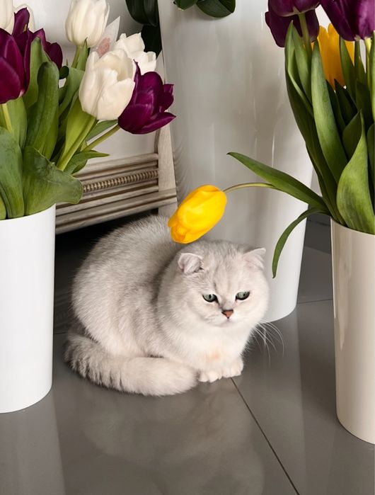 Британська шиншила вязка