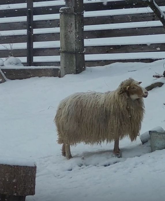 Продам тушки баранини