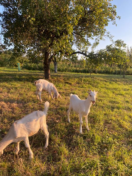 Продаються кози та козенята