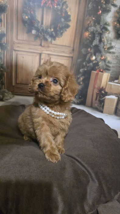 Cavapoo cudowny piesek f1