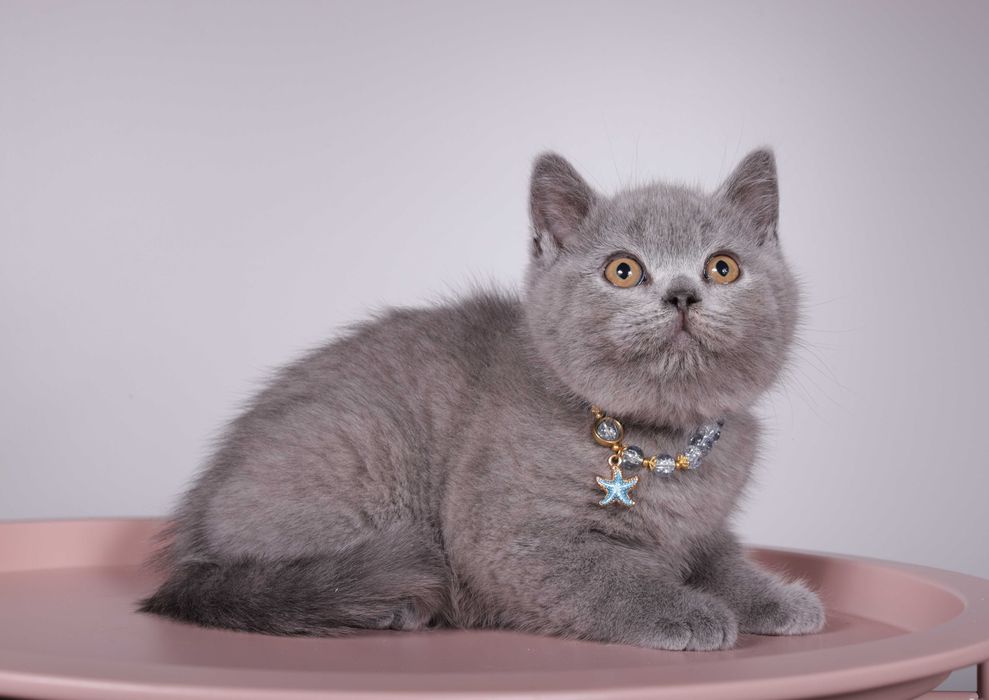 Британский короткошерстный котёнок голубого окраса Foster
