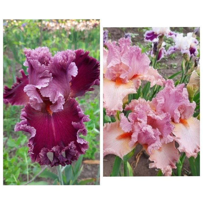 Ирисы сортовые ,высокорослые, набор.