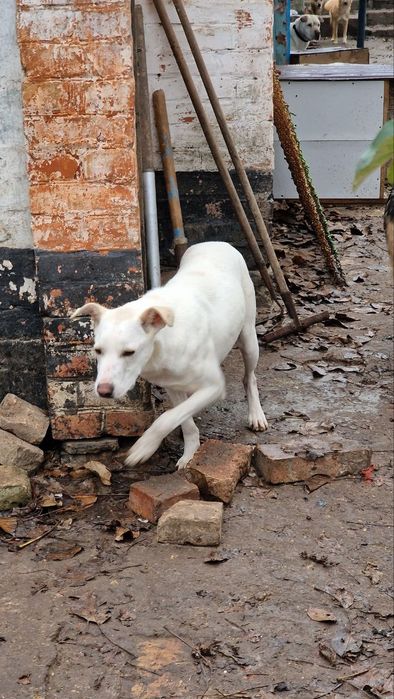 Шукає дім хлопчик 1 рік  Лорд
