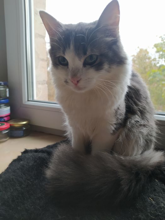 Прекрасная Агнешка