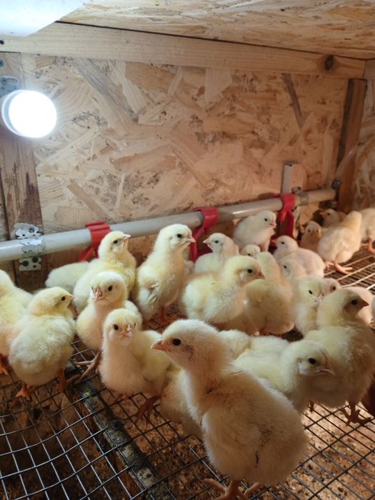 Бройлер 2 тижневий