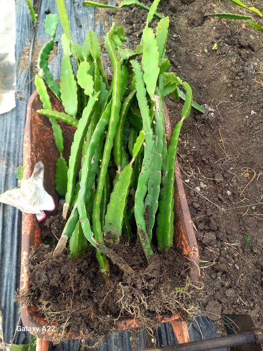 Pitayas/Mudas/Enraizadas - American Beauty e Undatus