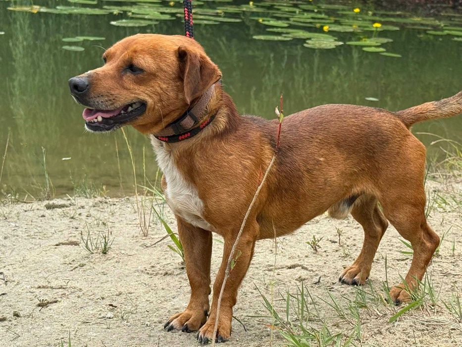 Jamiś - drobny, uśmiechnięty psiak w typie jamnika do adopcji