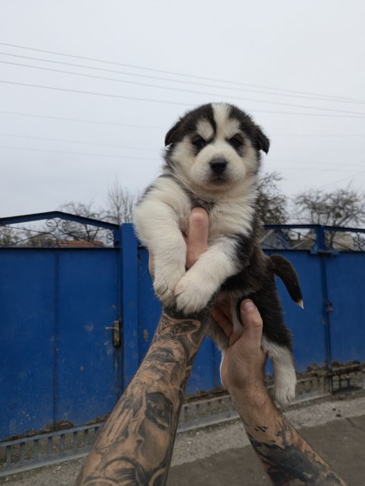 Малючки хаскі- продам