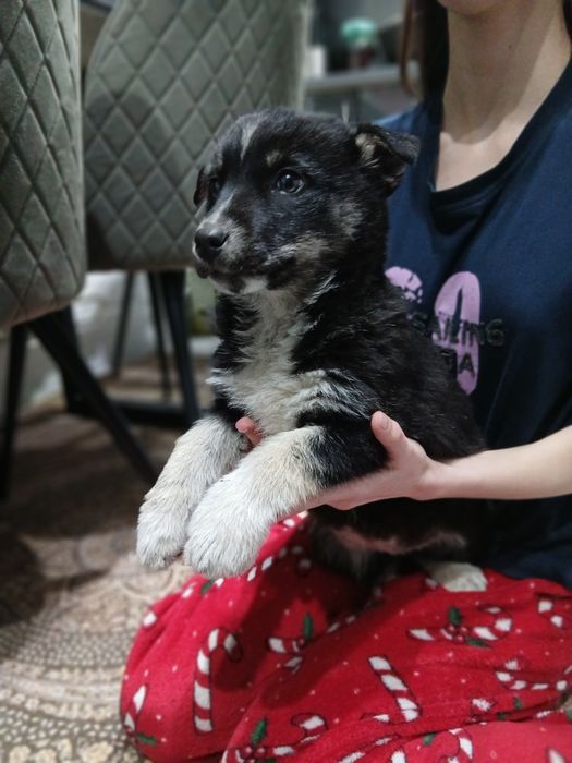 Безкоштовно песик