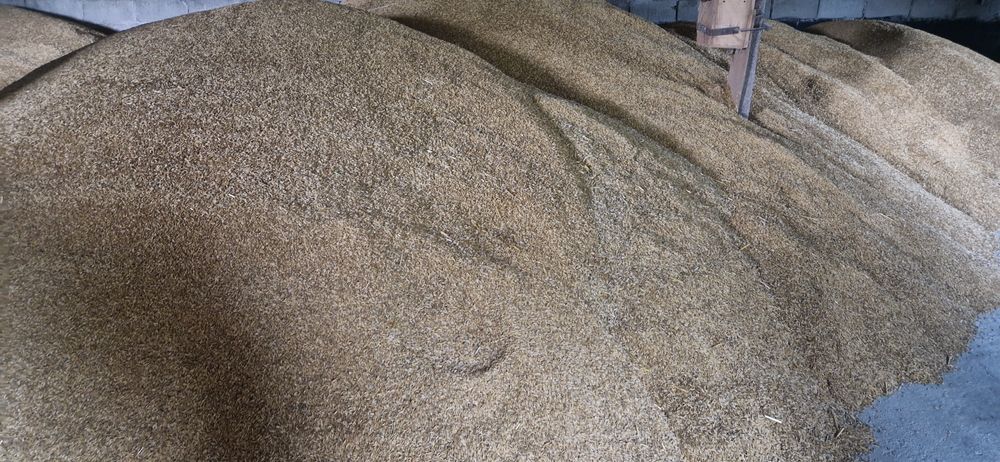 Owies po centrali gruby Rambo i Bingo