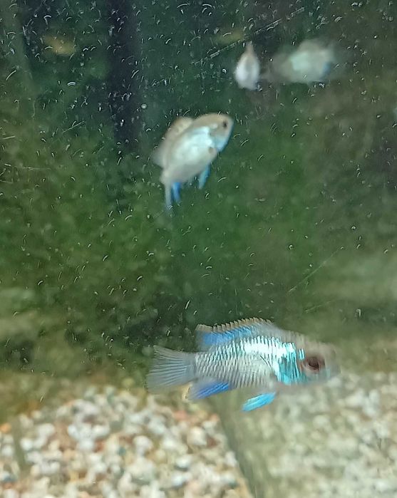 Andinocaras Pulcher "Electric Blue" (5 cm)