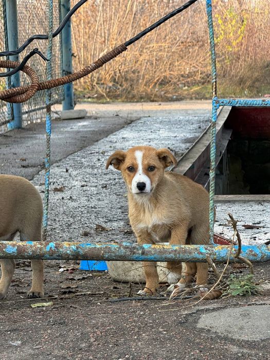 Шукаємо родини для цуциків