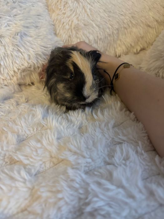 Świnki morskie samce wraz z klatką