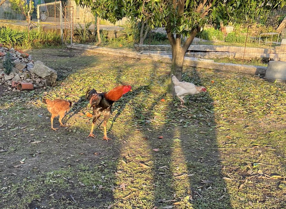 Casal indios gigantes