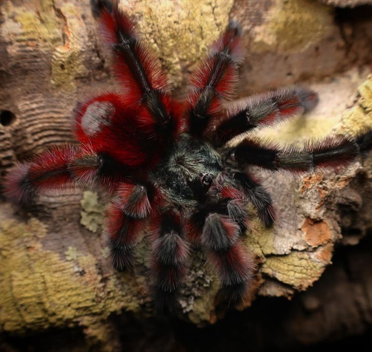 Caribena Versicolor L2/3 (karaibka wielobarwna)