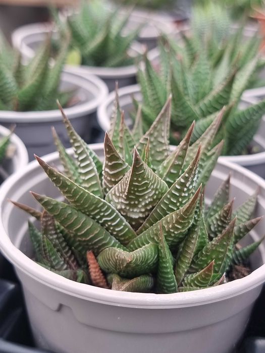 Suculenta haworthia limifolia