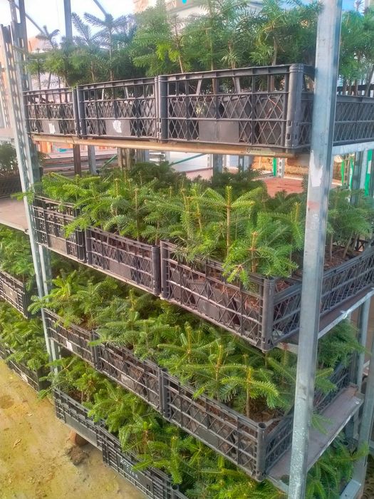 Jodła kaukaska WYSYŁKA 4-letnia Ambrolauri doniczka P9