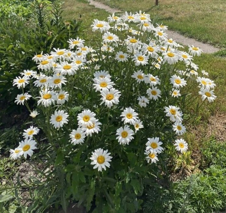 Продам большой дом Сухачевка